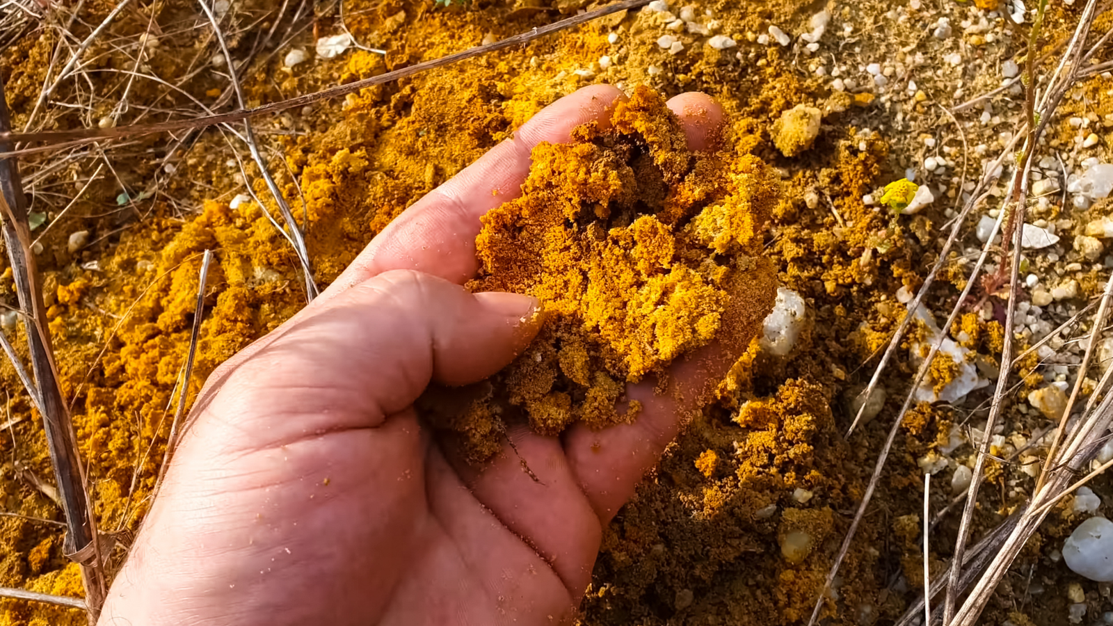 Gold-bearing soil
